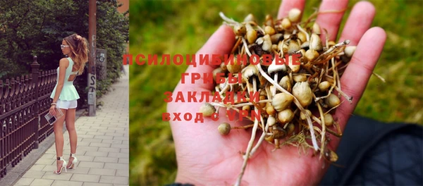 ГАЛЛЮЦИНОГЕННЫЕ ГРИБЫ Бородино